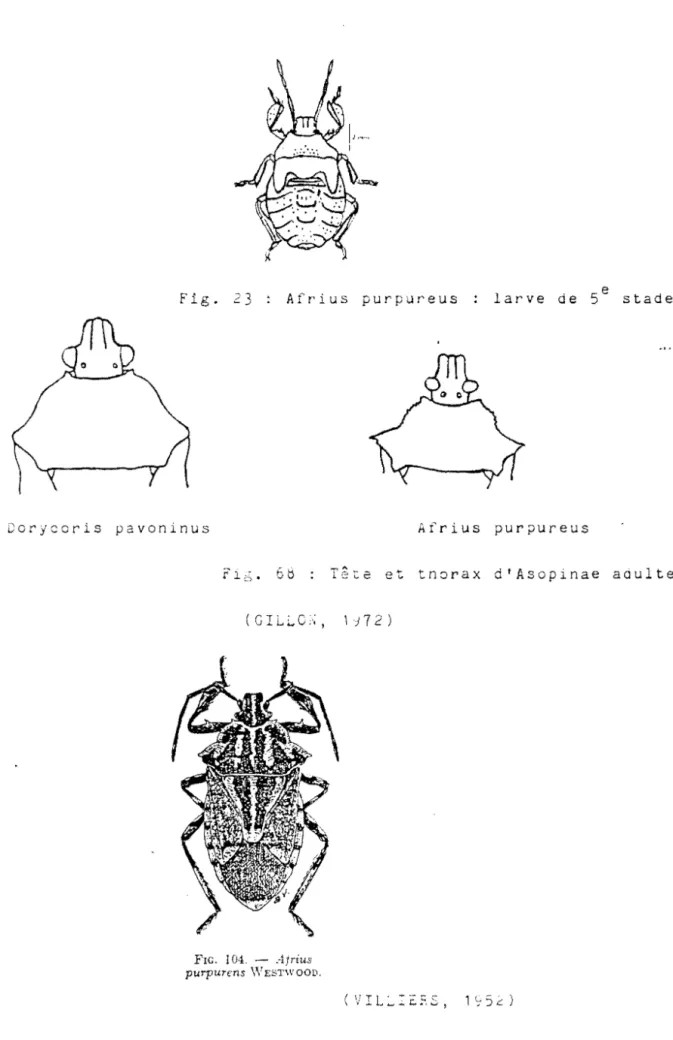 Fig.  23  Afrius  purpureus  larve  de  5  e  stade 