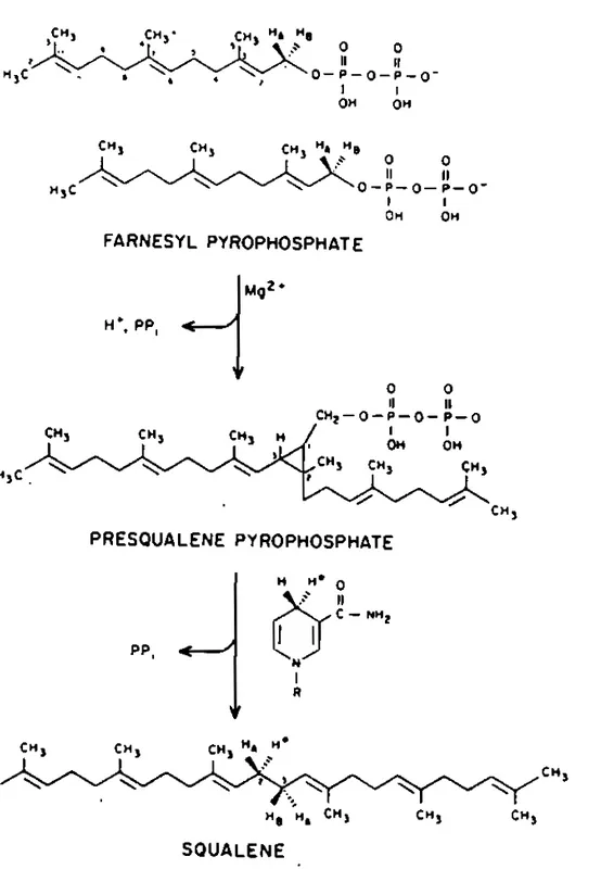 fig.  19.  Mécanisme  de  Biosynthèse  du  Squslène  selon  Ril1ing  (1966) 
