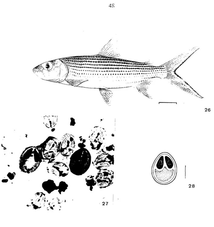 Fig. 26:  Hydroc)'l1liS forskalii(barre=  10 cm)  Fig  . 27 et 28  :  Myxobolus  hydrocyni 