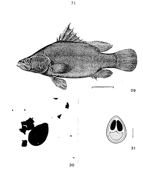 Fig. 29 : Lates niloticus (barre=  10 cm)  Fig  . 30 et 31  : Myxobolus  latesi 