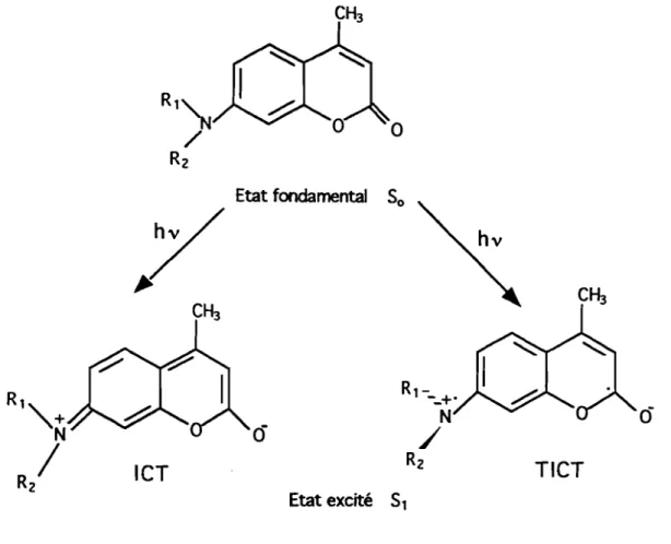 Figure 3: Etats d'ionisations possibles des aminocoumarines après excitation