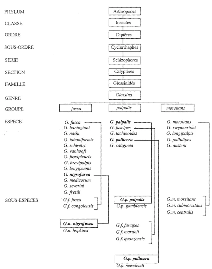 Tableau I  Classification des Glossines 