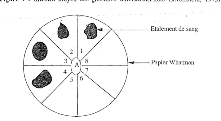 Figure  10  Etalements  de  sang  pris  par  les  glossines  sur  un  disque  de  papier  &#34;Whatman &#34;