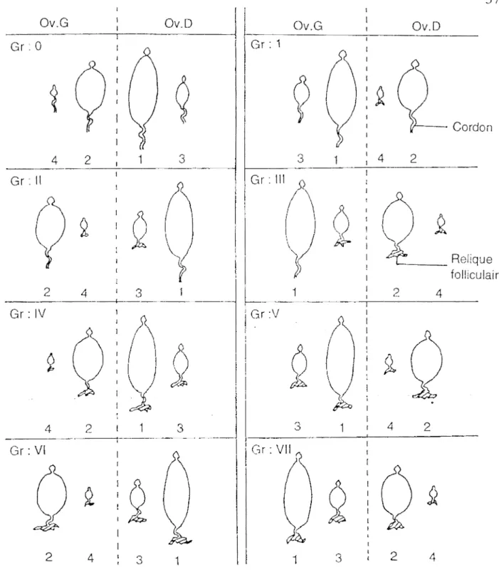 Figure  8  Identification  de  l'âge  physiologique  des  glossines  femelles  disséquées