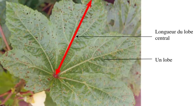 Figure 11 : Feuille de gombo présentant la longueur du lobe central 