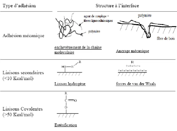 Figure 2.5 : Différents schémas de mécanismes d‘adhésion entre fibres de bois et  matrices thermoplastiques [17]