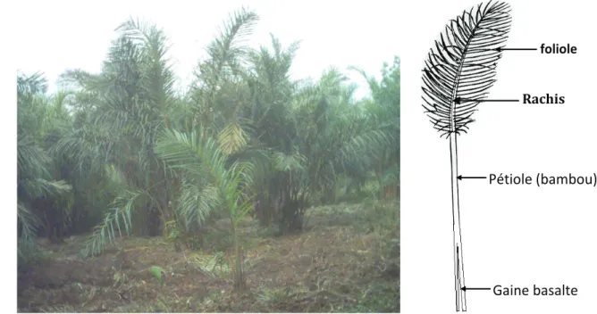 Figure 1 : palme de Raphia   foliole 