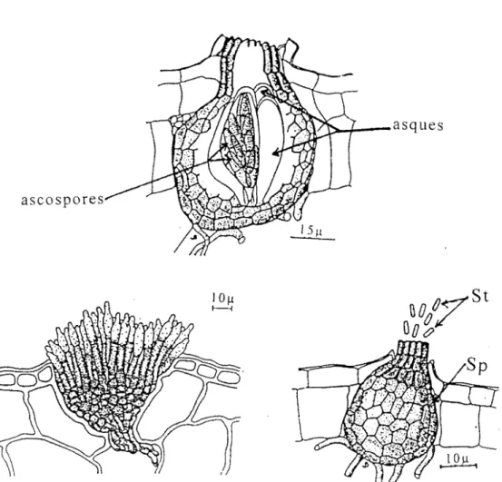 Figure  7:  Quelques  structures  de  reproduction  chez  les  champignons 