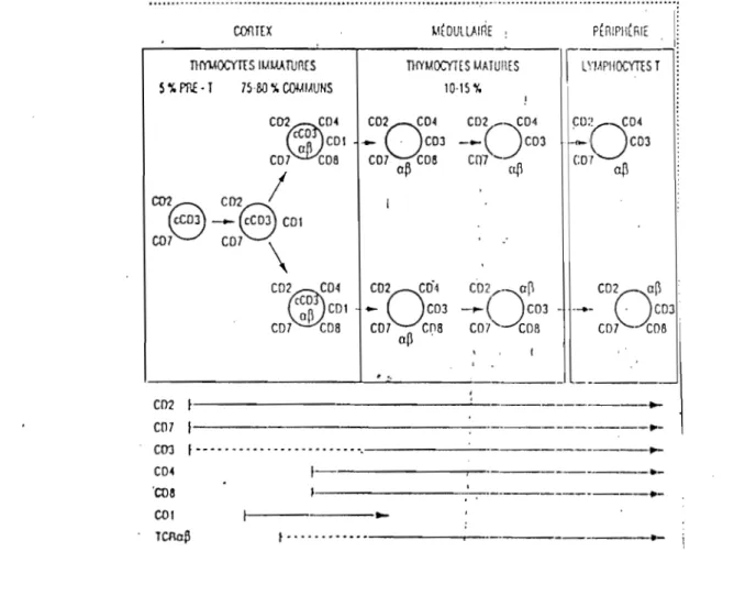 Fig  1 : Les étapes de  la  différenciation des Iy!rnphocytes T 