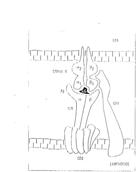 Fig  2 :Reconnaissancede l'antigène parles  lyrnphocytesT4 