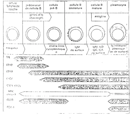 Fig  3 . La  Maturation  des lynlphoGytes  8 