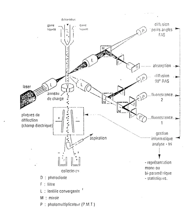 Fig  5 . Schéma  du  principe d'un  cytofluorimètre 