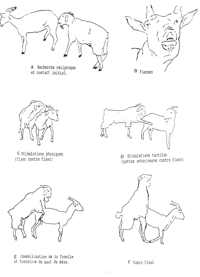 Figure 2 Principales étapes des interactions nal e fe!Jelle Jans