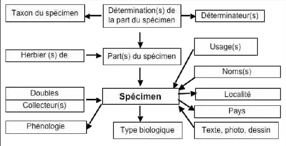 Figure   2.  Répartition   des   données   d’un   spécimen   dans   plusieurs   entités   du   modèle (Chevillotte et al., 2004).
