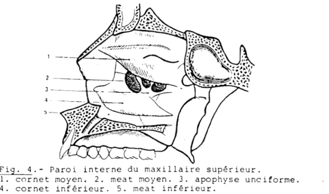 Fig.  4.- Paroi  interne  du  maxillaire  supérieur. 