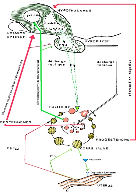FIGURE 1: Contrôle neuro-endocrinien du cycle œstral (Levasseur et Thibault, 1980) 