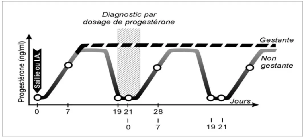 FIGURE  4:  diagnostic  précoce  de  gestation  chez  la  vache  par  dosage  de  la  progestérone: 