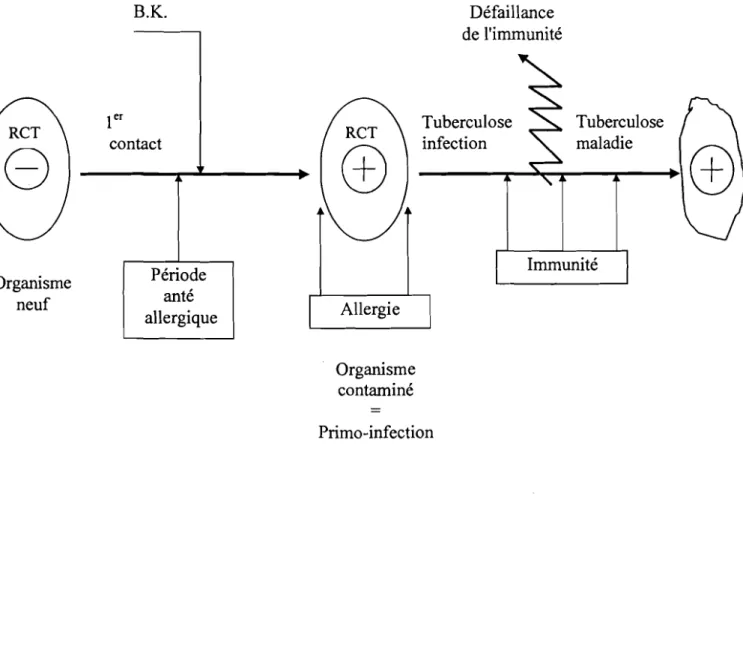 Figure 2 : Inter-relations tuberculose - infection tuberculose - maladie (14) (D'après Bonnaud, F
