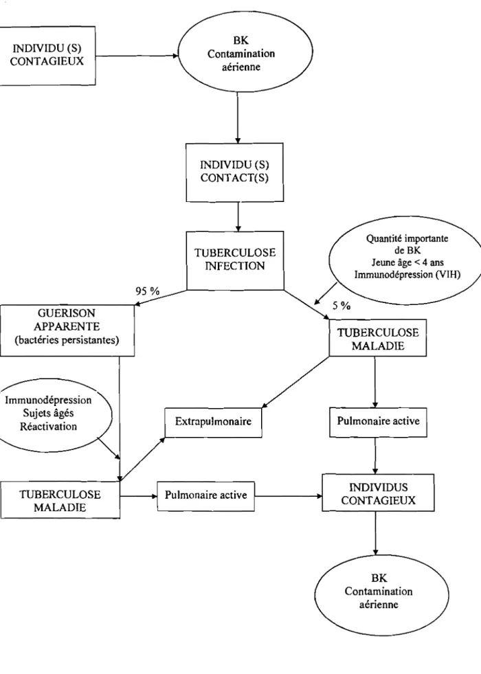 Figure 3 : Histoire naturelle de la tuberculose (12) (D'après Begue, P. La tuberculose en France