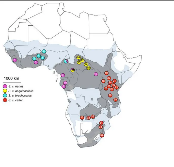 Figure 1: Distribution du buffle en Afrique. 