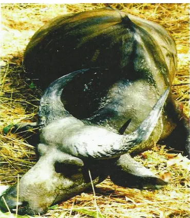 Tableau 2 : Mesure du buffle d’Afrique (Syncerus caffer) 