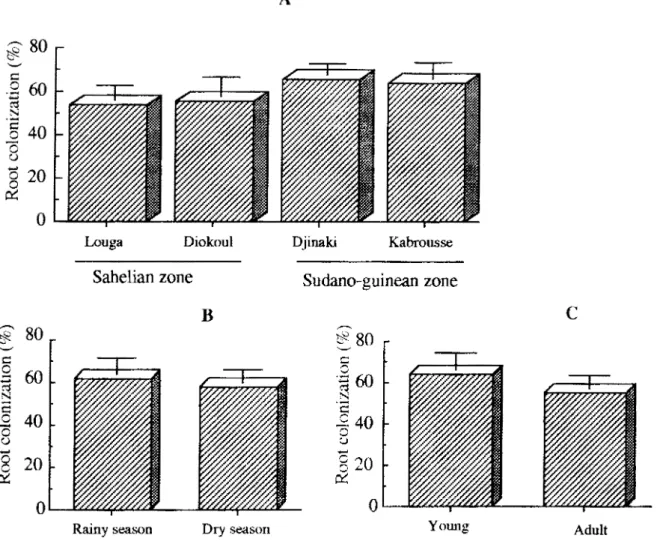 Figure 2 :  Percentages  of root  colonization  of  A.  albida  in different  localities  (A)  (mean  of 20  samples), in different  seasons  (B)  (mean  of 40  samples), and at different  age  of trees  (C)  (mean of 40 samples)