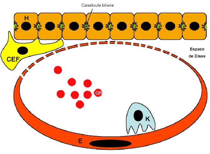 Figure 2 : Schéma montrant les différentes cellules hépatiques  