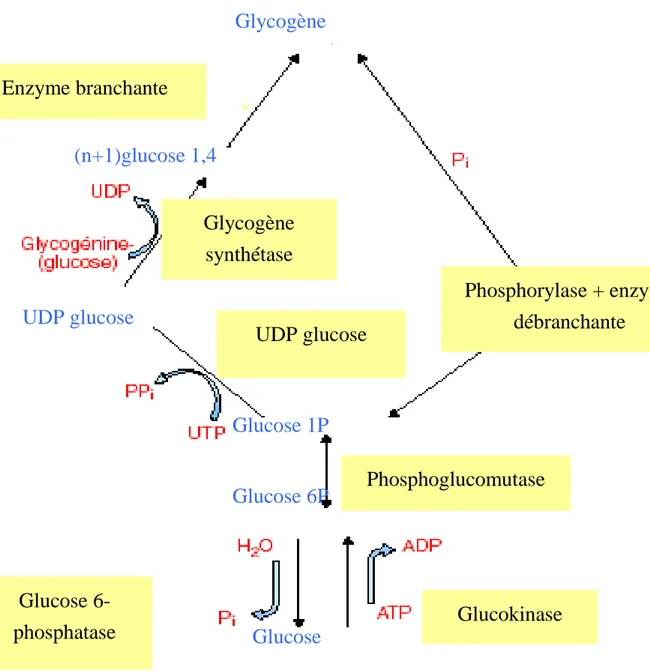 Figure 4 : Synthèse (glycogénogenèse) et dégradation (glycogénolyse)  du glycogène hépatique (Jiang et coll., 2003) 
