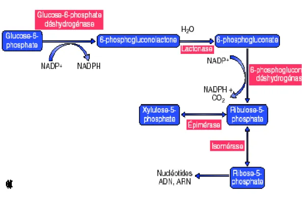 Figure  6 :  Synthèse  du  nicotinamide  adénine  dinucléotide  phosphate  hydrogené  (NADPH)  et  du  ribose-5-phosphate  par  le  circuit  des  pentoses phosphates (Tozzi et coll., 2003) 