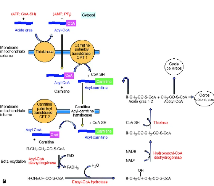 Figure 7 : Transport des acides gras dans la mitochondrie hépatique et  β-oxydation (Parks et Hellerstein., 2006) 