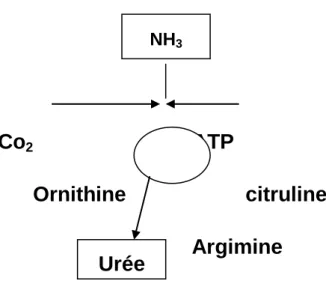 Figure 8 : Synthèse de l’urée selon Fouet (1978) 