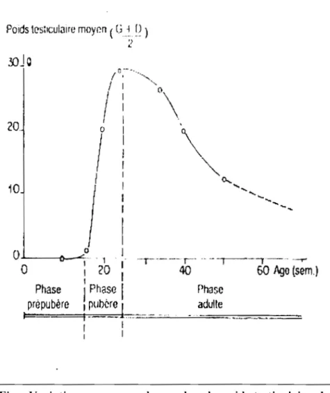 Fig .. Variations moyennes du  nombre du  poids testiculaire chez des coqs  Cornish en  fonction  de leur âge (de  REVIERS  et  BRILLARD,  1984) 