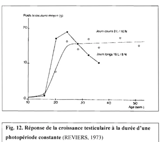 Fig.  12.  Réponse de la  croissance testiculaire  à  la  durée d'une  photopériode constante (REVIERS