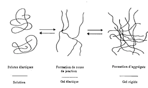 Figure  5  Modèles  de  gélification par  jonction ponctuelle (1)  et par  zone  de  ionction (2) 