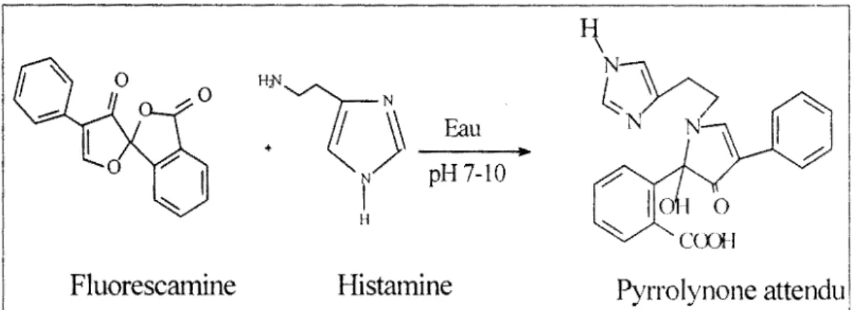 Fig. III.A. 2.  Réaction de condensation entre l'histamine et  la  t1uorescamine. 