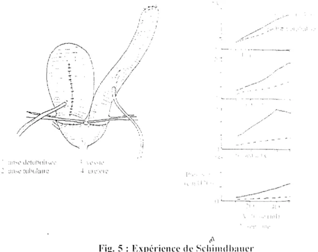 Fig.  5  :  Exp('riellcc de Schillldhauer 