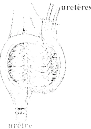 Fig.  Il :  Entérocystoplastic iléale d('tuhulisée sclnn  Alcini 