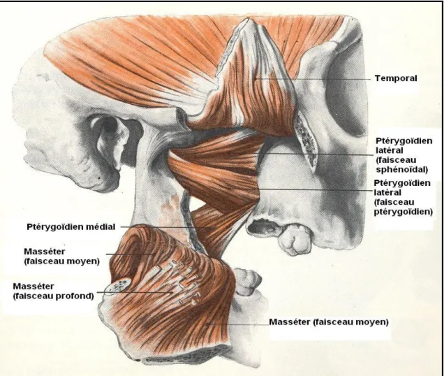 Figure 8 : Muscles masticateurs  [54]