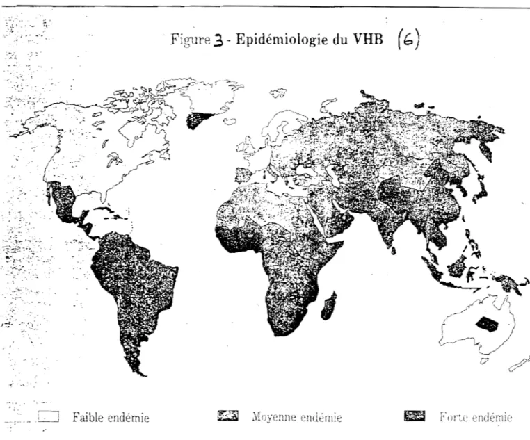 Figure  3 - Epidemiologie  du  VHB  (b) 