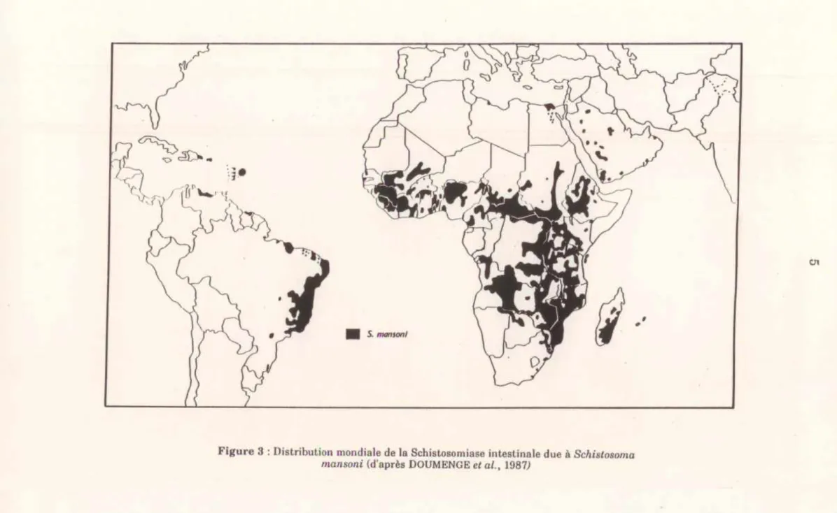 Figure 3  : Distribution mondiale de la Schistosomiase intestinale due à  Schistosoma  mansoni  (d'après DOUMENGE  et al .•  1987) 