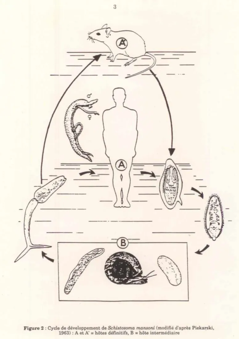 Figure  2  : Cycle de développement de  Schistosoma mansoni  (modifié d'après Piekarski,  1963) : A et A'  =  hôtes définitifs, B  =  hôte intermédiaire 