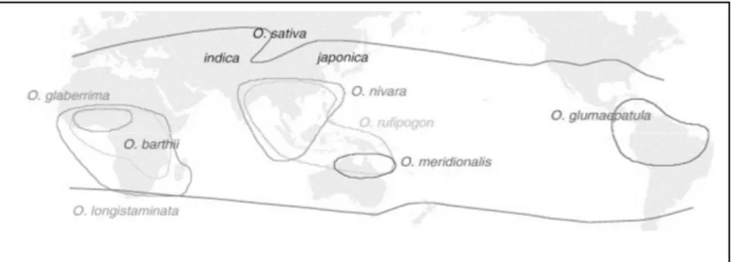 Figure I-2 : Surface et Production mondiale de riz Paddy FAO (2009)  Figure I-1: Distribution géographique des espèces du génome AA du genre Oryza et aires de domestication