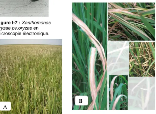 Figure  I-5 :  Symptômes  de  la  bactériose  vasculaire  du  riz    A :  Parcelle  attaquée  B : Flétrissement des feuilles 