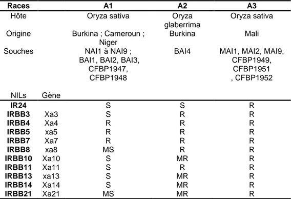 Tableau  I-1 :  Différentes  races  de  Xanthomonas  oryzae  pv.  oryzae  d’origine africaine identifiées en fonction de leur réaction après inoculation  sur des lignées isogéniques IRBB de riz 