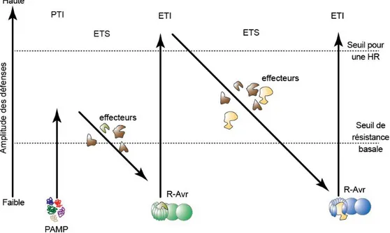 Figure I-8 : Le modèle en Zig-Zag illustrant l’interaction plante-pathogène  (Jones et Dangl, 2006) 