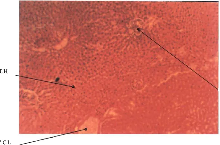 Figure  7  : Photographie d'une  section de foie de rat nonnaJ  traité  ~  l'eau  distillée