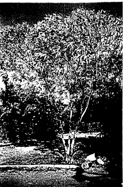 Figure 5. Plante âgée d' Acacia holosericea  (Photo Tabula T.  K.)  1.1.5.  Les  microorganismes symbiotiques d'Acacia 