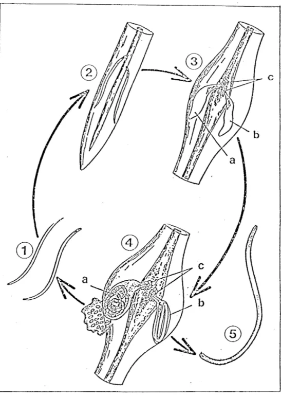 Figure 7.  Cycle de développement du nématode à galles, 