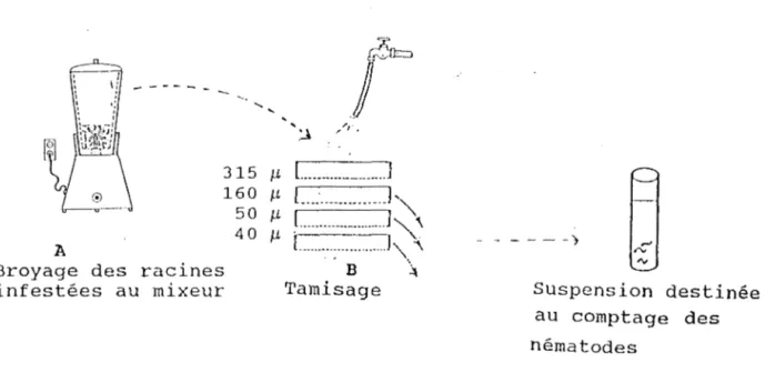 Figure 10.  Extraction des  nématodes par  la  méthode de  broyage (Hooper,  1969). 