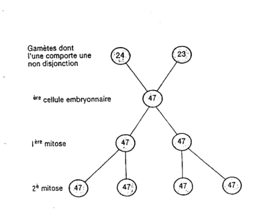 Figure n° 4.1: Constitution de la trisomie 21 libre par non disjonction d'après Lauras (2001) 151.